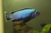 /album/fotogaljerjeja/membe-dip-samets-jpg/